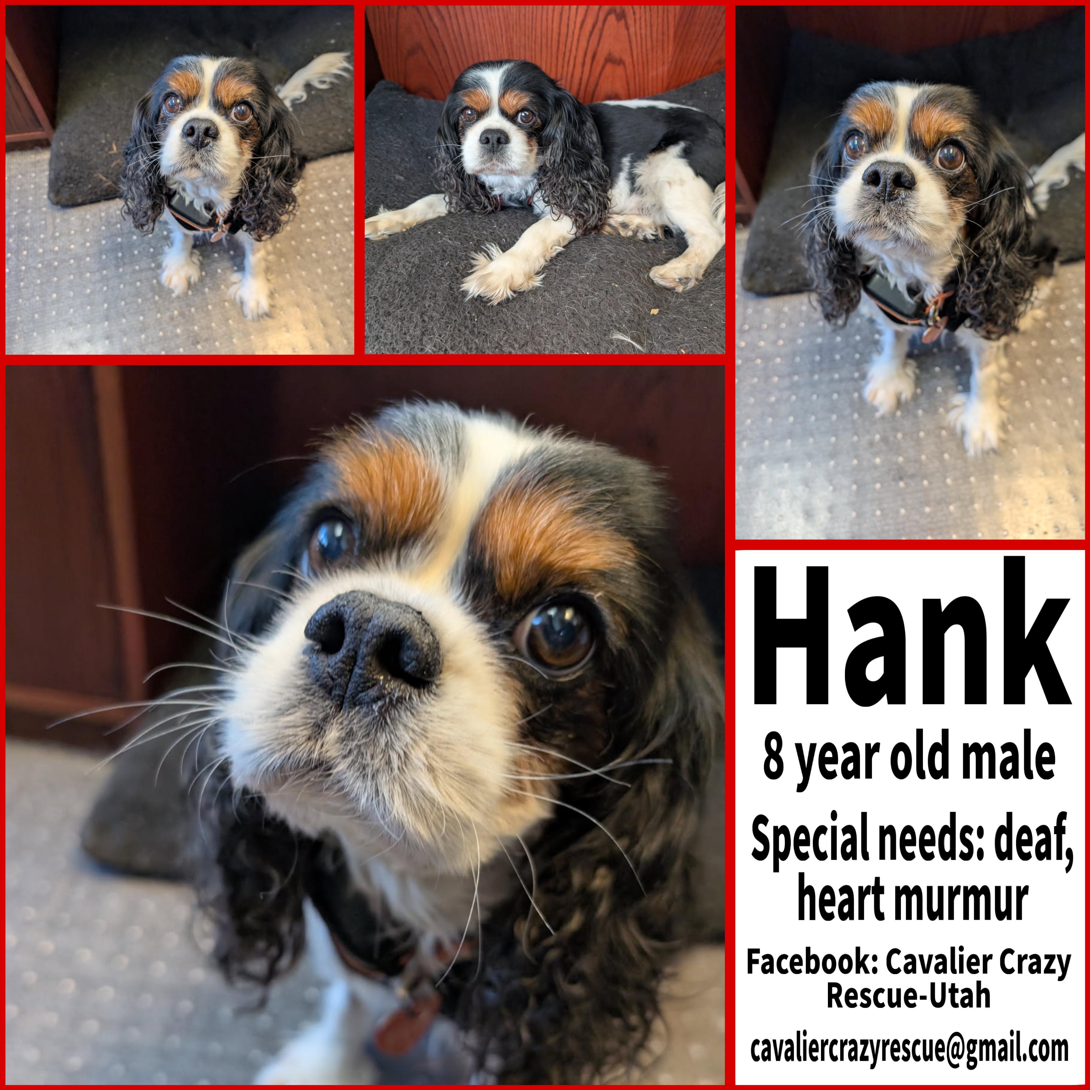 Hank, Adoptable, Adult Male Cavalier King Charles Spaniel.