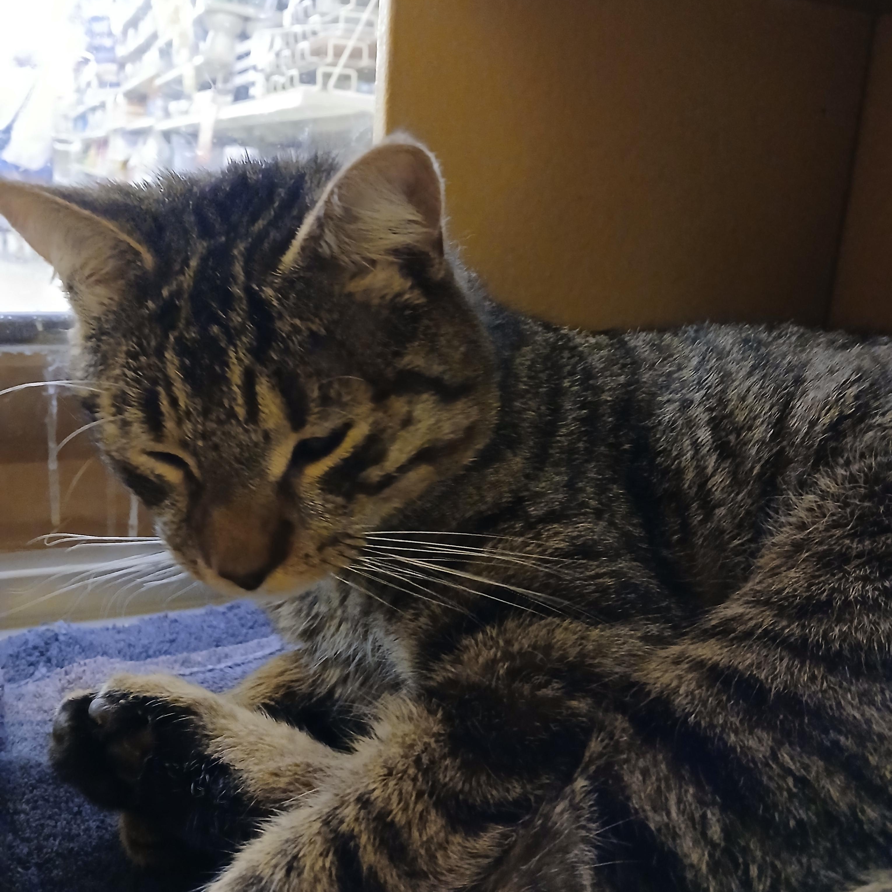Stan, an adopted Domestic Short Hair in Cambridge, MA image 4/4