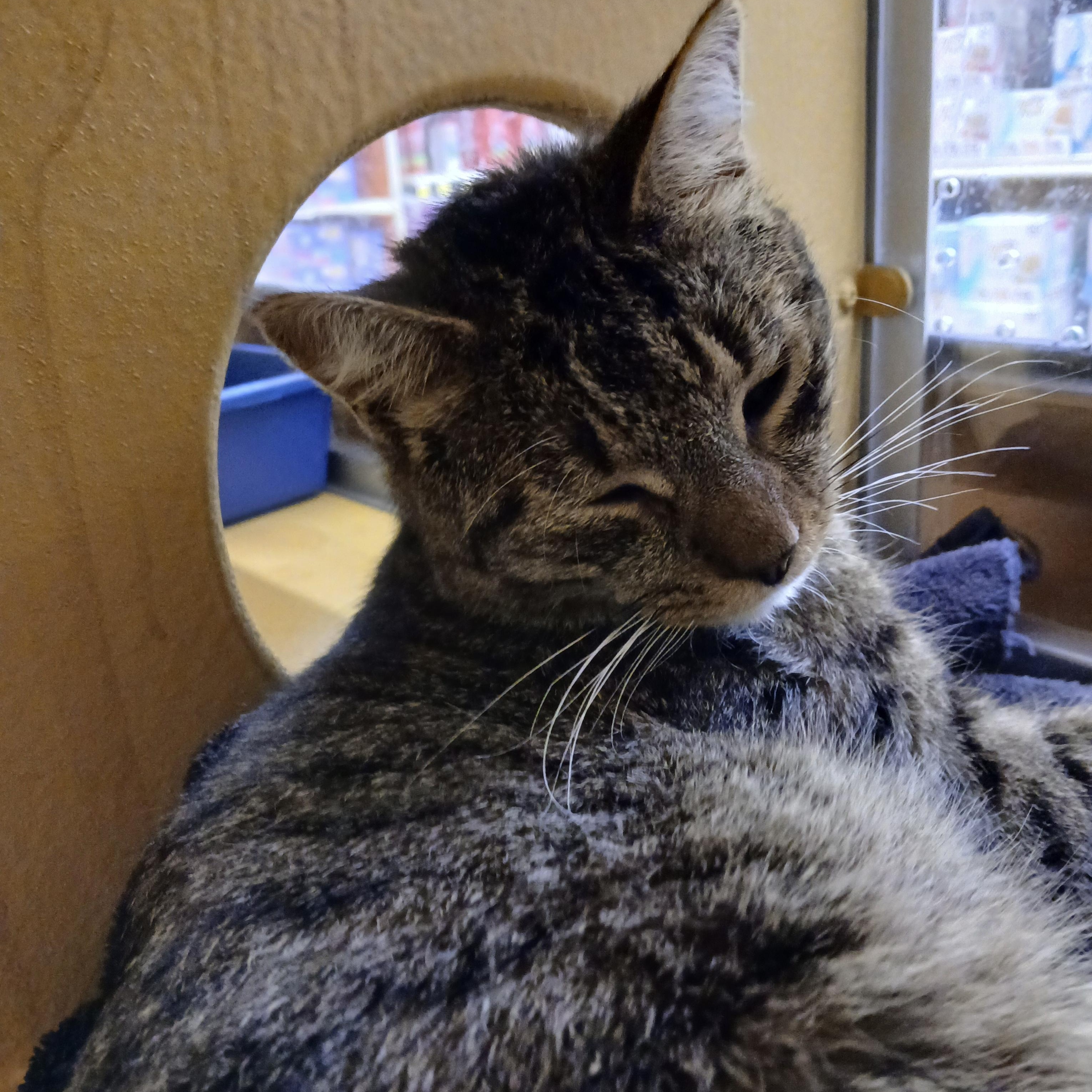 Stan, an adopted Domestic Short Hair in Cambridge, MA image 3/4