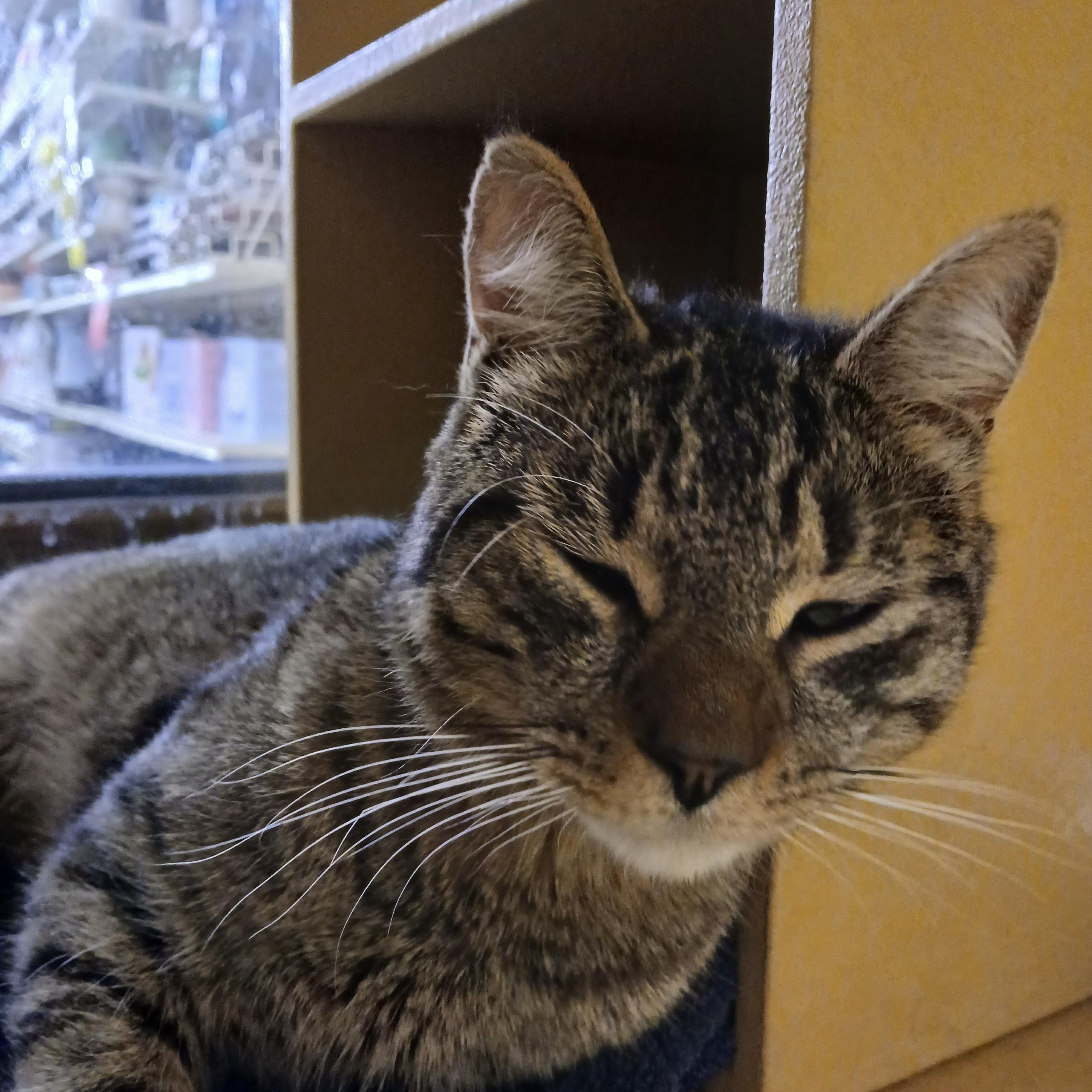 Stan, an adopted Domestic Short Hair in Cambridge, MA image 2/4