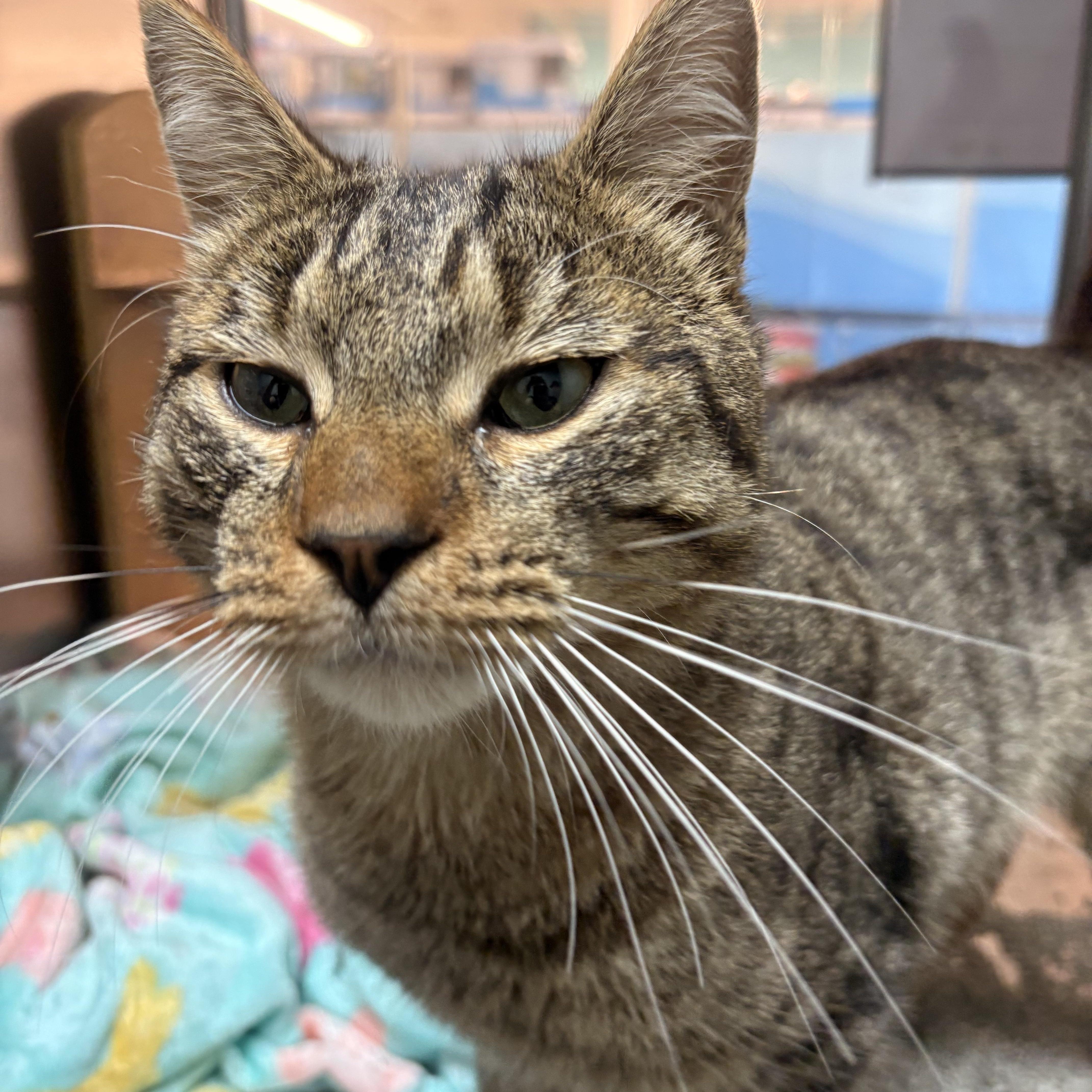 Stan, adopted, Young Male Domestic Short Hair.