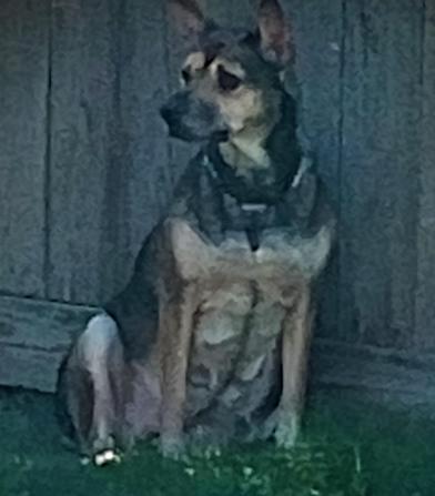 Enlarge Layla aka Mommas, an adoptable mixed breed in Liverpool, TX image 4/6