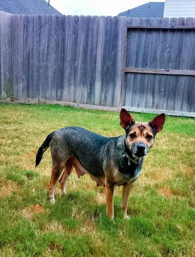 Enlarge Layla aka Mommas, an adoptable mixed breed in Liverpool, TX image 3/6