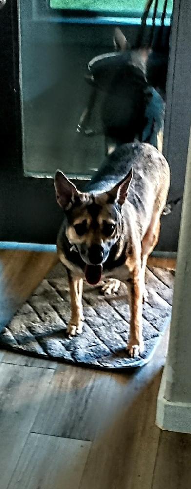 Enlarge Layla aka Mommas, an adoptable mixed breed in Liverpool, TX image 6/6