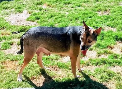 Enlarge Layla aka Mommas, an adoptable mixed breed in Liverpool, TX image 5/6