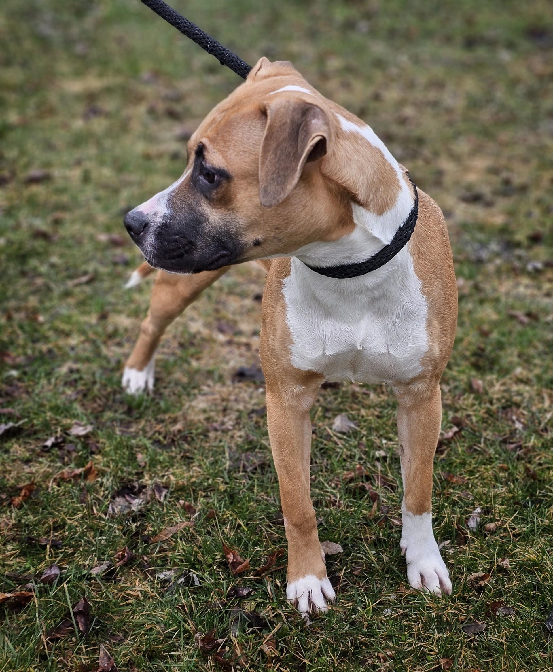Enlarge Rue, a ADOPTABLE mixed breed in Bay City, MI image 3/4