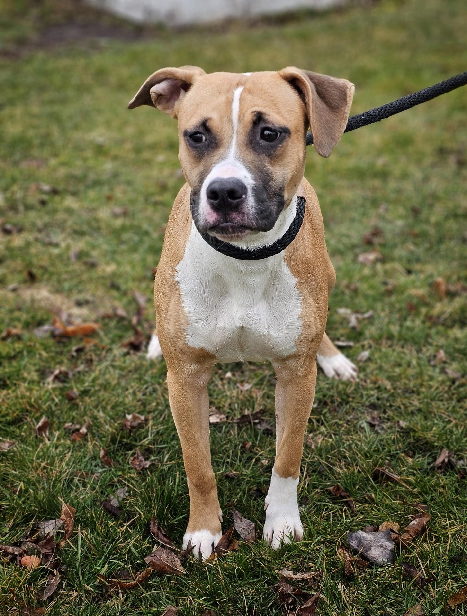 Rue, ADOPTABLE, Adult Female Boxer.