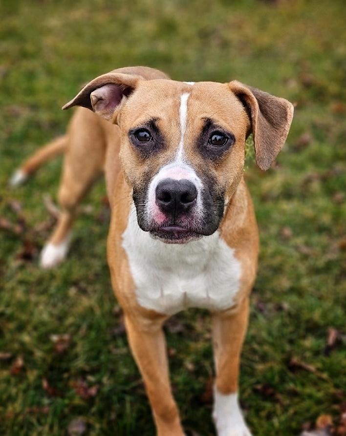 Enlarge Rue, a ADOPTABLE mixed breed in Bay City, MI image 2/4