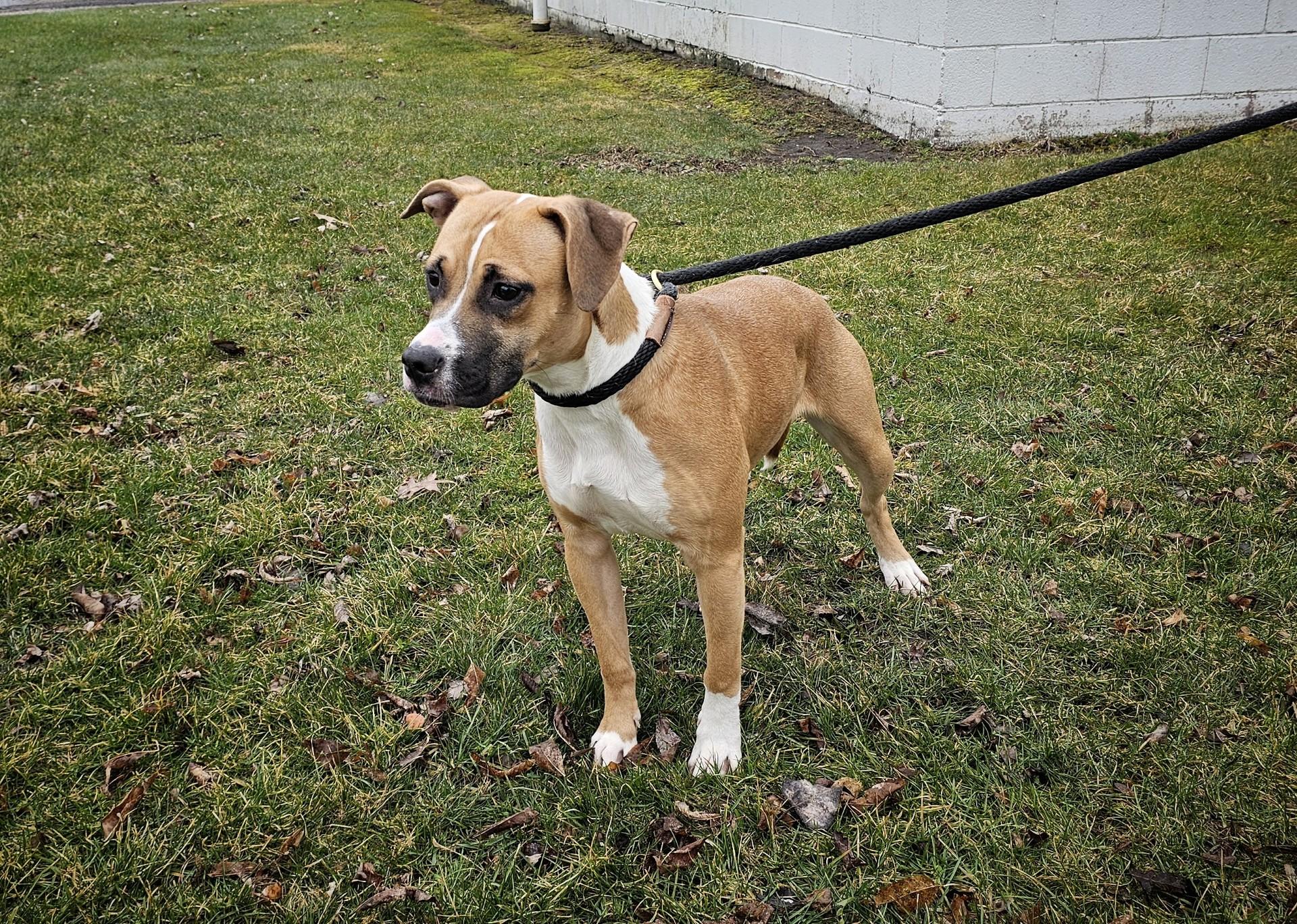 Enlarge Rue, a ADOPTABLE mixed breed in Bay City, MI image 4/4
