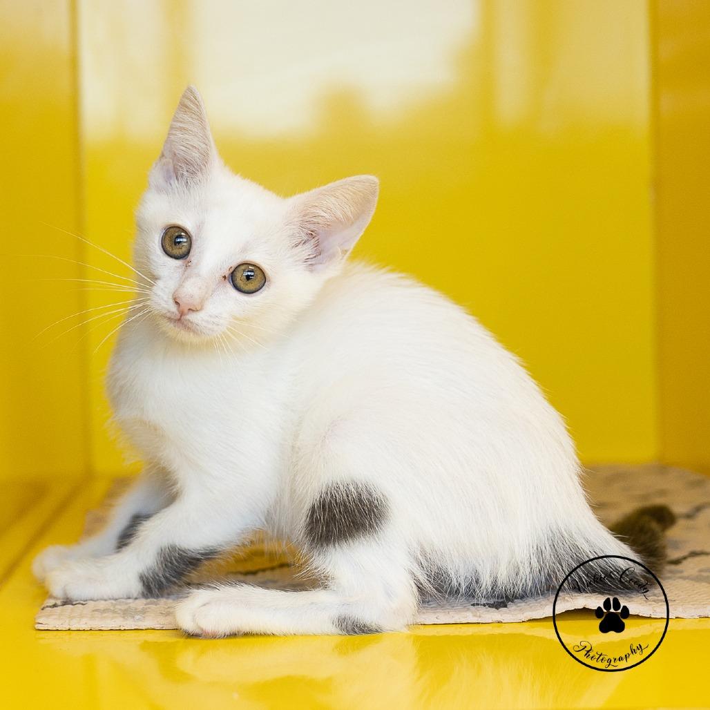 Jewel, Adoptable, Kitten Female Domestic Medium Hair.