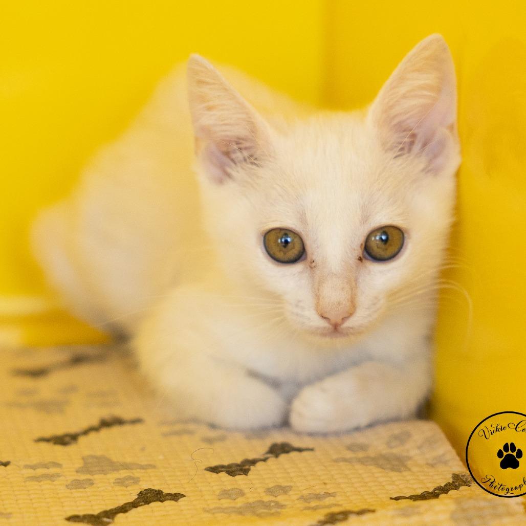 Enlarge Jewel, a Adoptable Domestic Medium Hair in Abilene, TX image 2/4