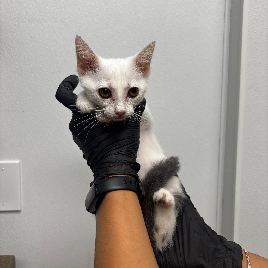 Enlarge Jewel, a Adoptable Domestic Medium Hair in Abilene, TX image 3/4