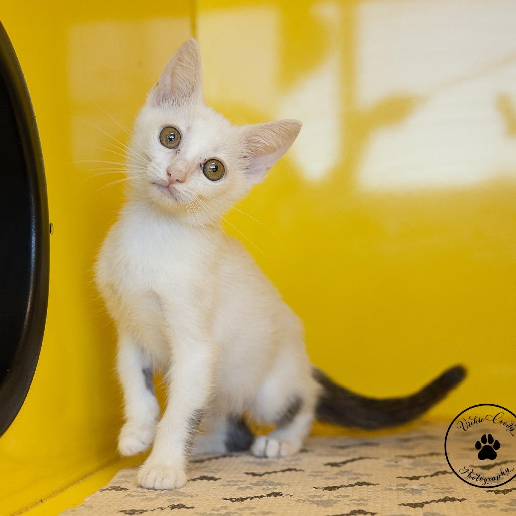 Enlarge Jewel, a Adoptable Domestic Medium Hair in Abilene, TX image 4/4