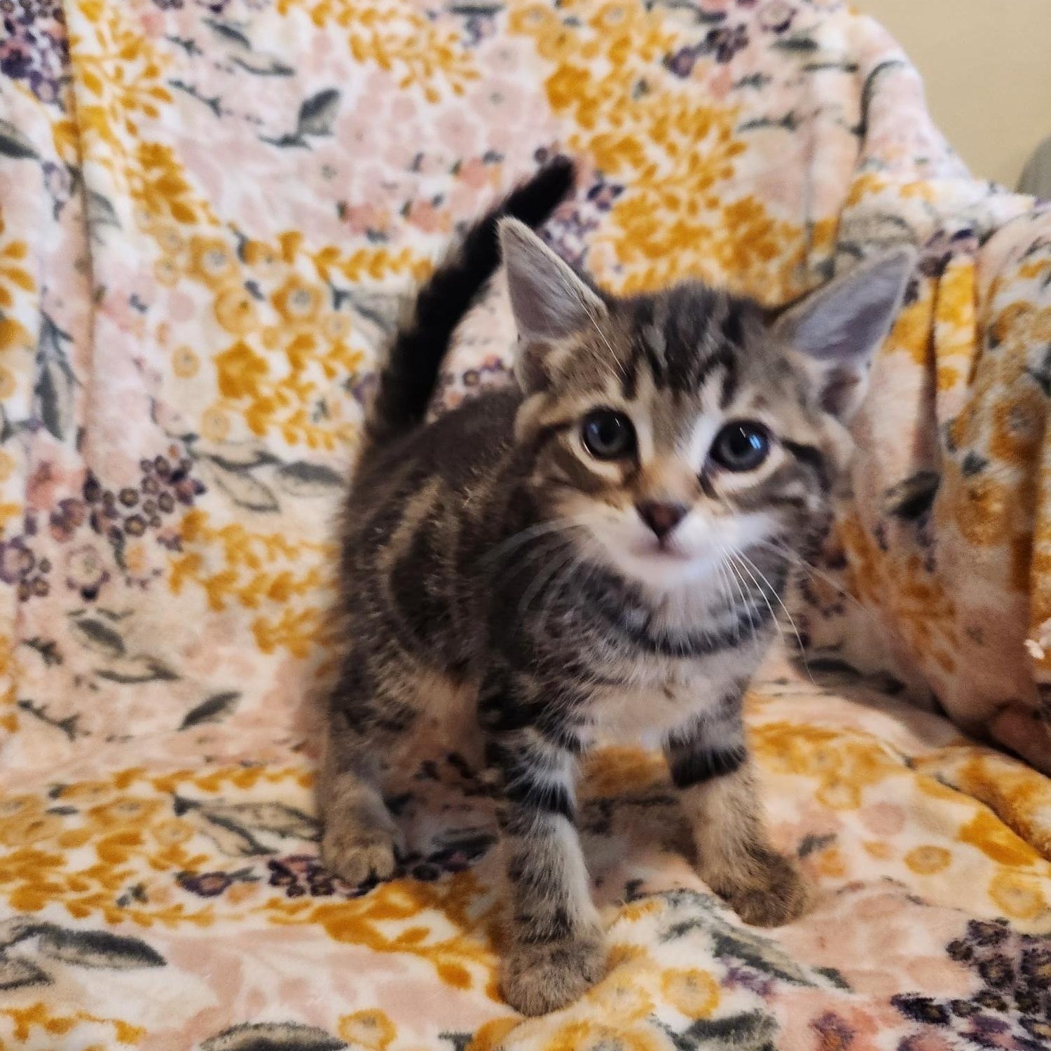 Enlarge Daphne, an adopted Domestic Short Hair in Racine, WI image 5/5