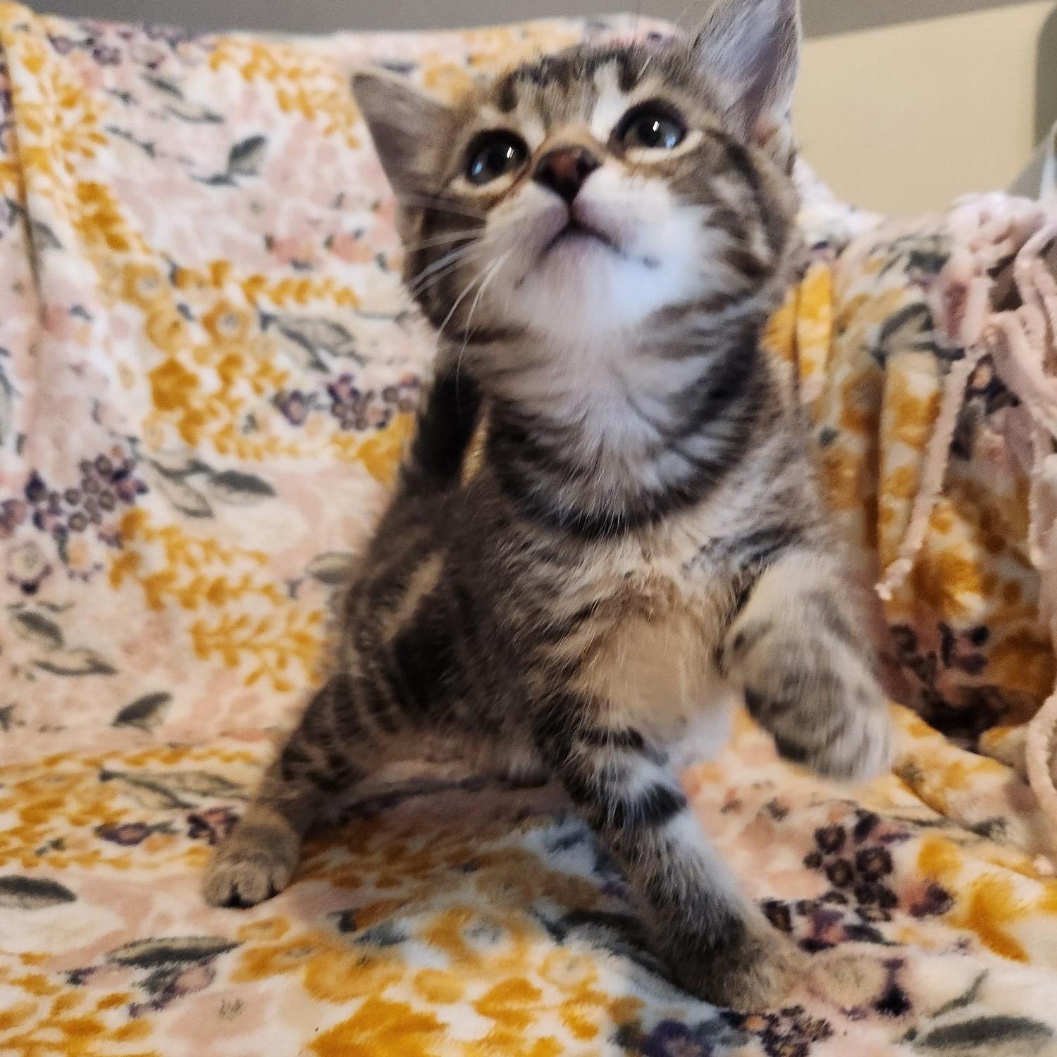 Enlarge Daphne, an adopted Domestic Short Hair in Racine, WI image 3/5