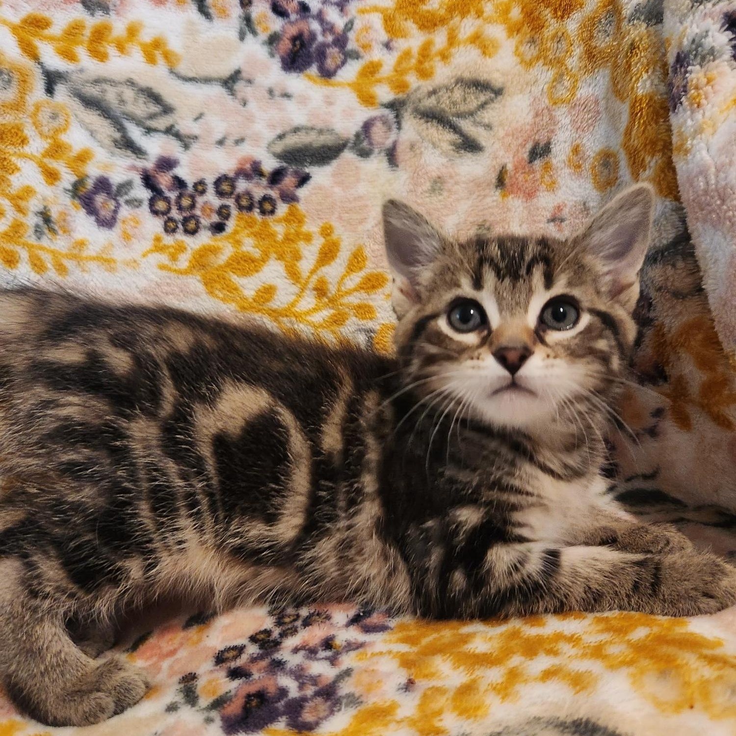 Enlarge Daphne, an adopted Domestic Short Hair in Racine, WI image 1/5