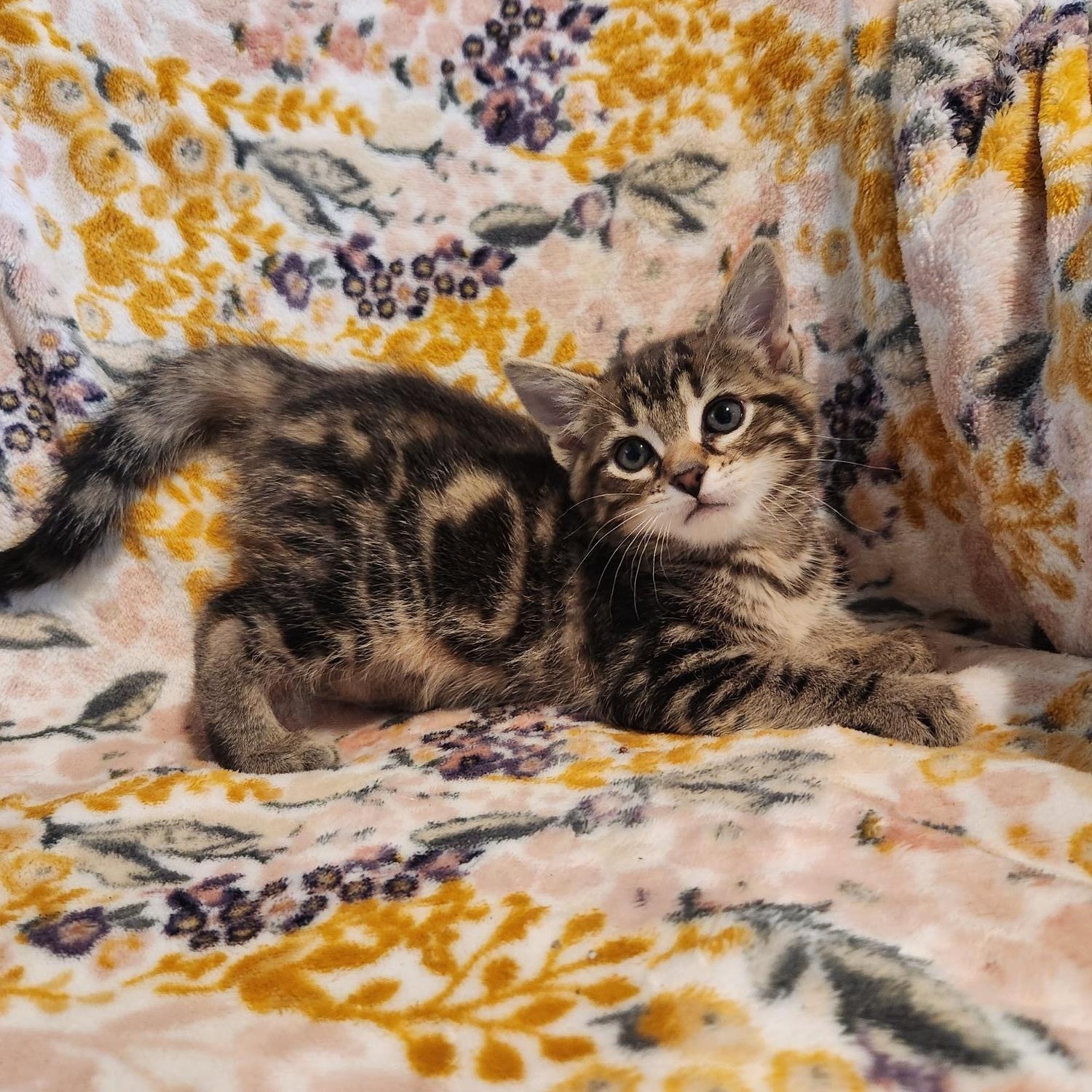 Enlarge Daphne, an adopted Domestic Short Hair in Racine, WI image 2/5