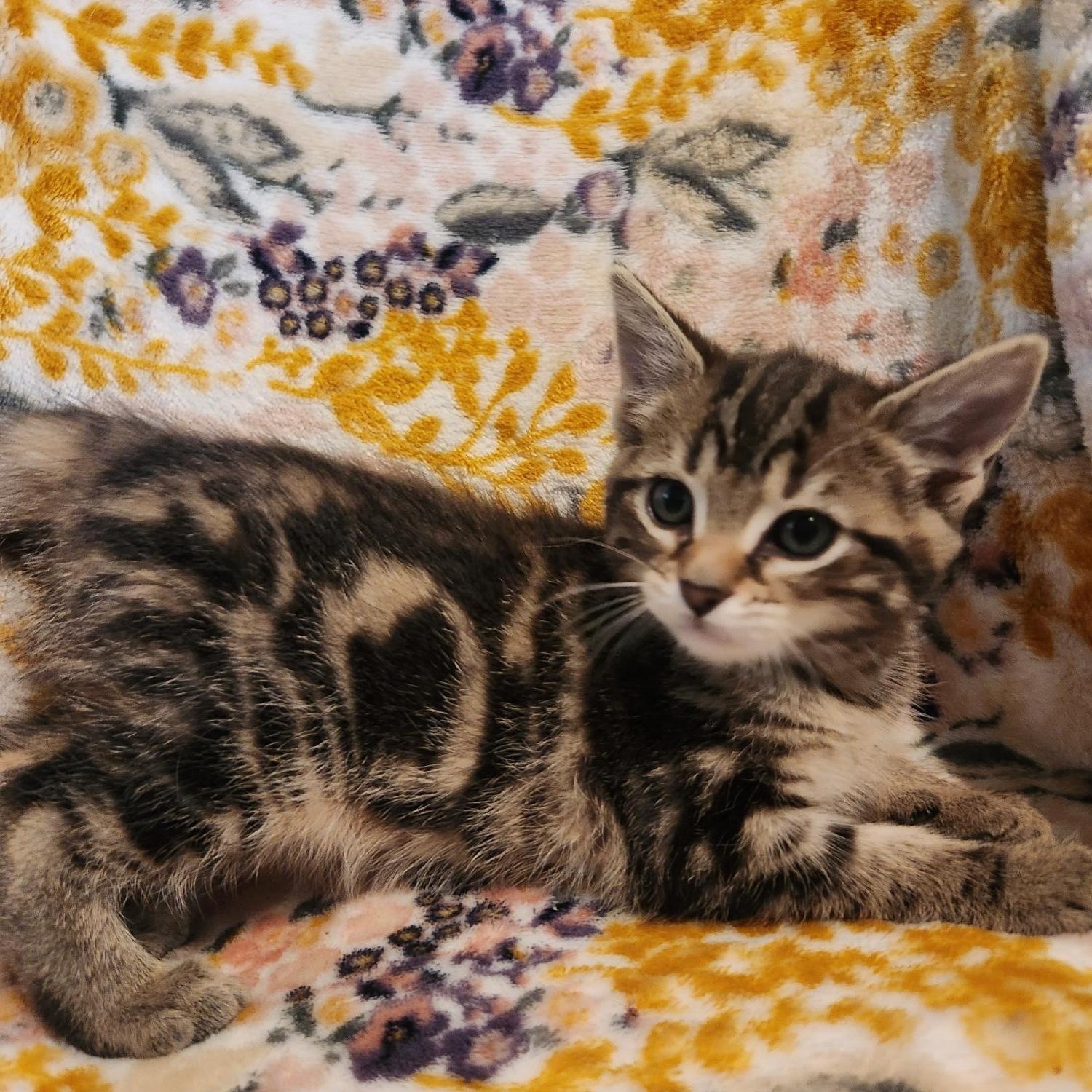 Enlarge Daphne, an adopted Domestic Short Hair in Racine, WI image 4/5