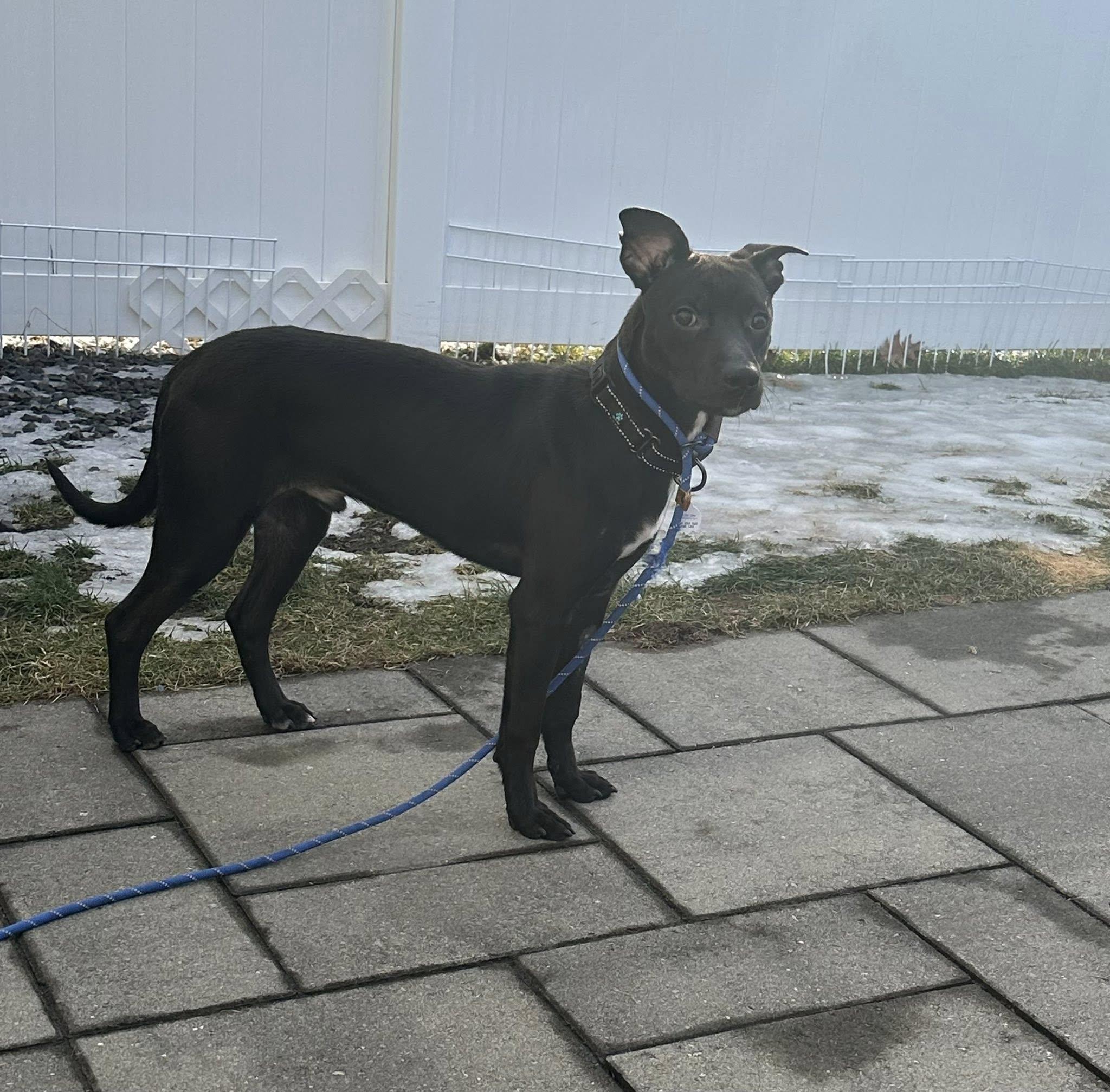 Jax, ADOPTABLE, Young Male Labrador Retriever.