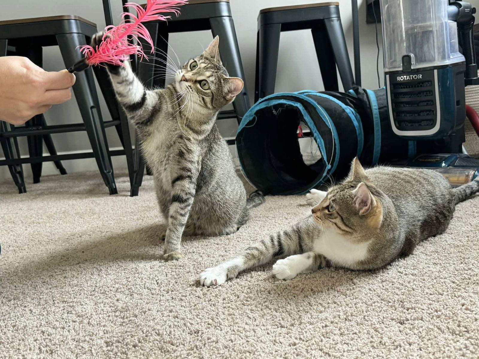 Almond Joy, Adoptable, Kitten Female Tabby & Domestic Short Hair.