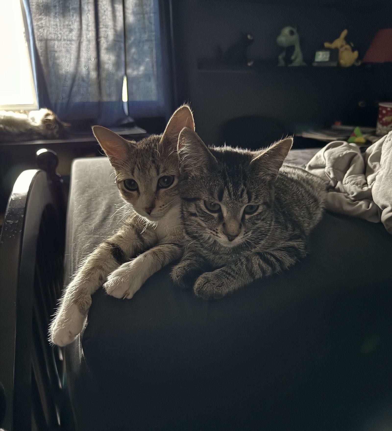 Almond Joy, Adoptable, Young Female Tabby & Domestic Short Hair.