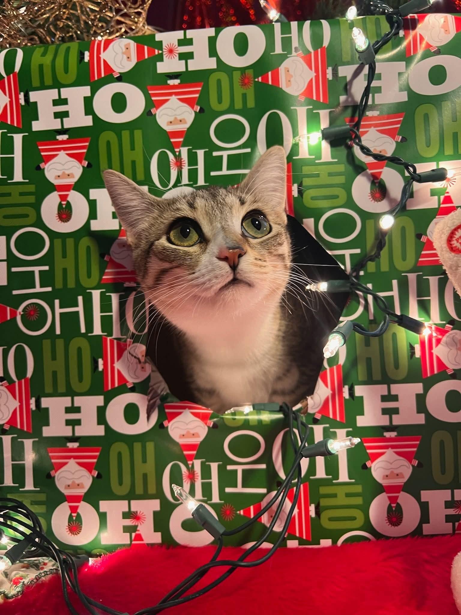 Enlarge Almond Joy, a Adoptable mixed breed in Minneapolis, MN image 1/3