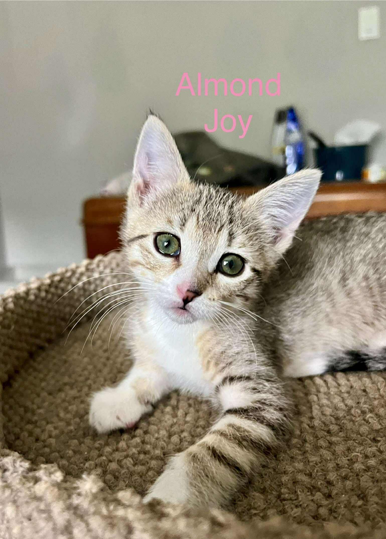 Almond Joy, a Adoptable mixed breed in Minneapolis, MN image 2/3