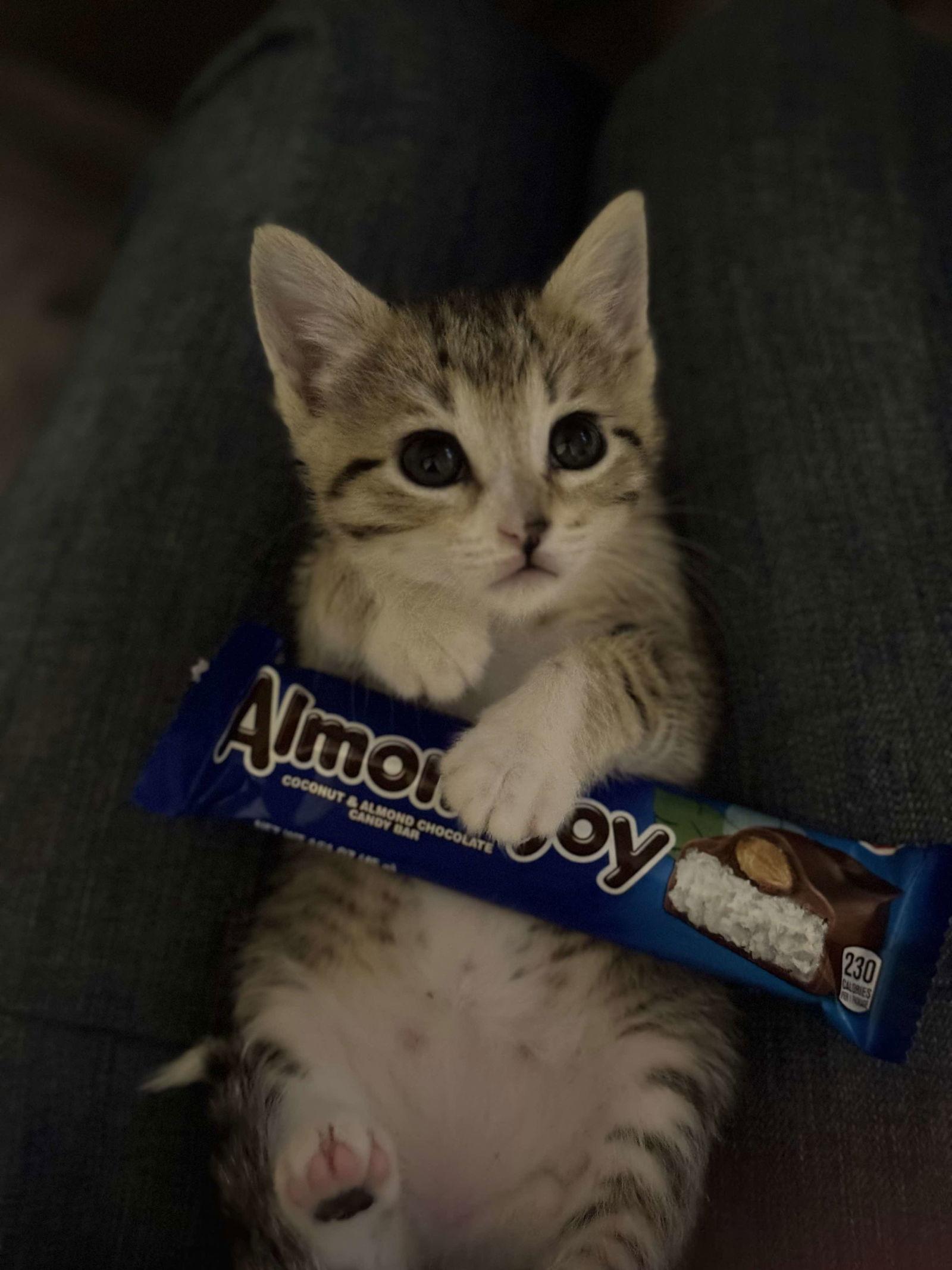 Almond Joy, a Adoptable mixed breed in Minneapolis, MN image 3/3