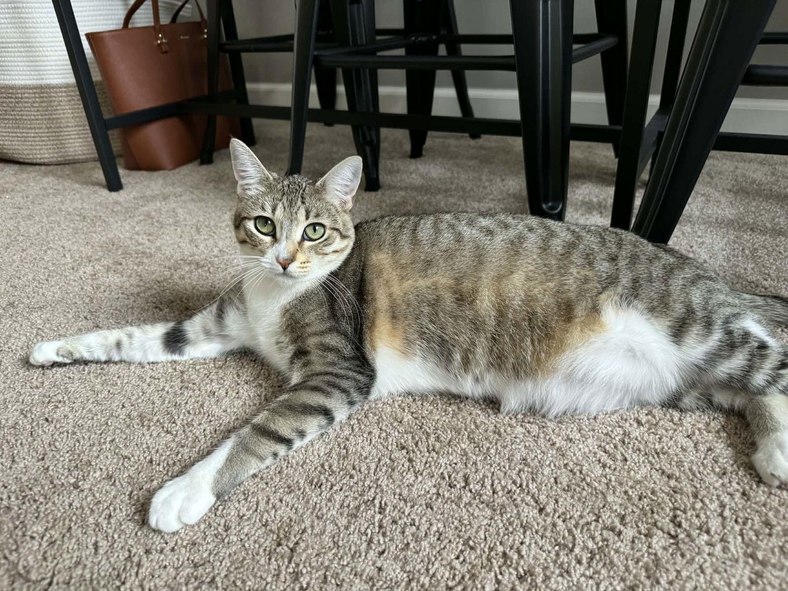 Enlarge Almond Joy, a Adoptable mixed breed in Minneapolis, MN image 2/3