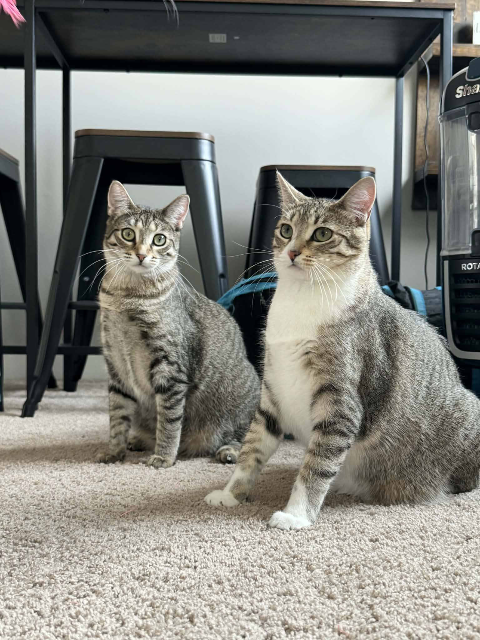 Enlarge Almond Joy, a Adoptable mixed breed in Minneapolis, MN image 3/3