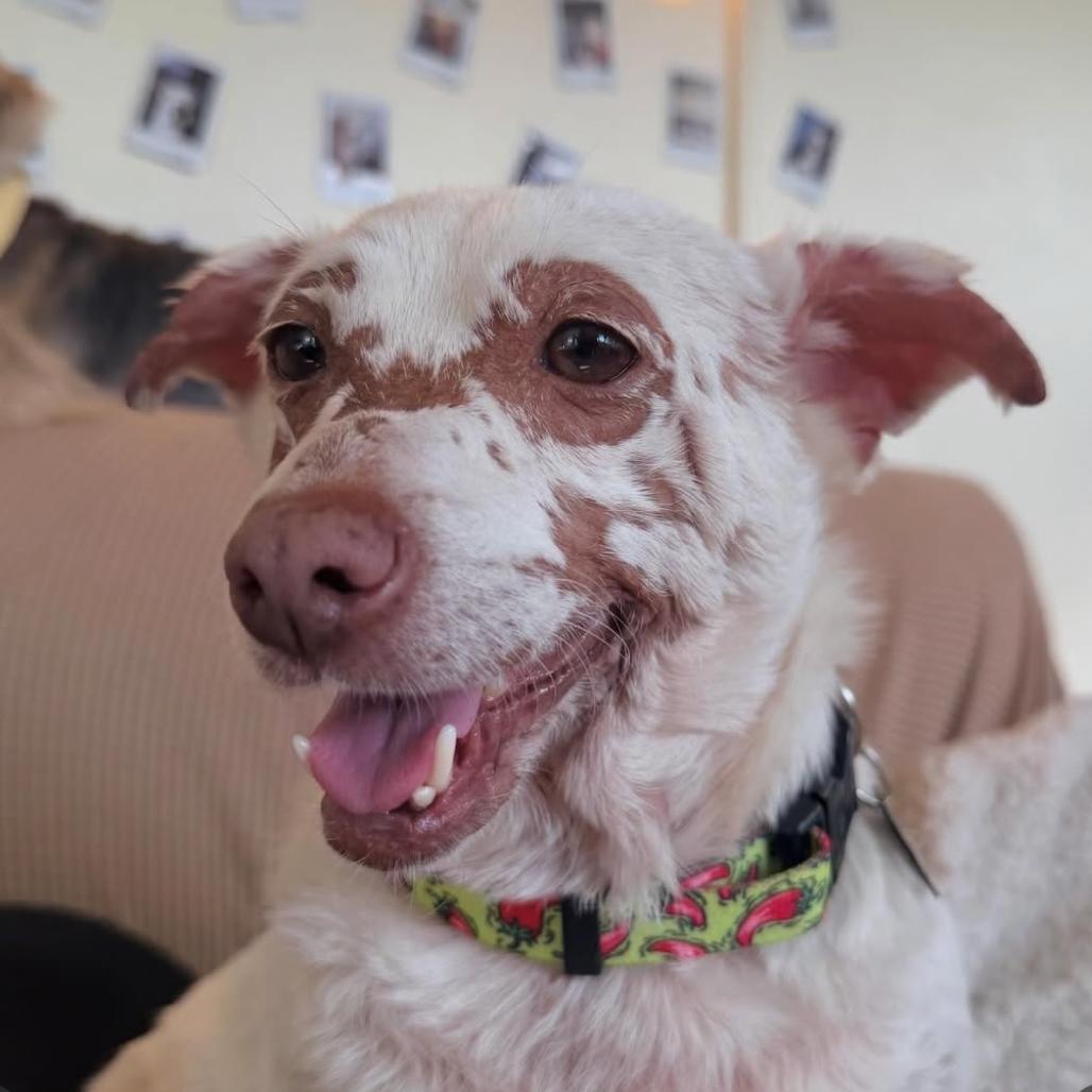 Cinnamon, Adoptable, Adult Female Chihuahua & Mixed Breed.