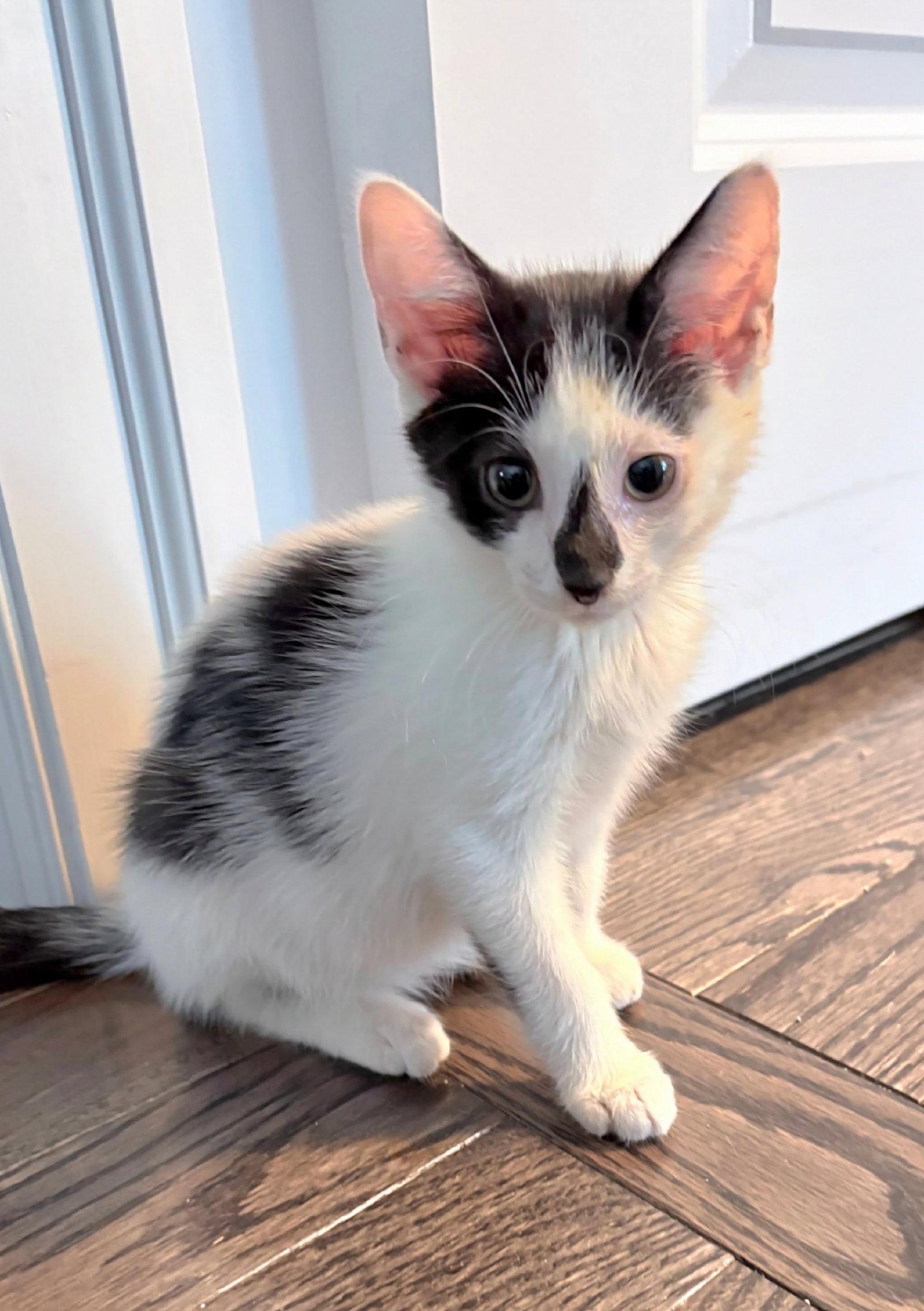 Smudge, Adopted, Kitten Male Domestic Short Hair.
