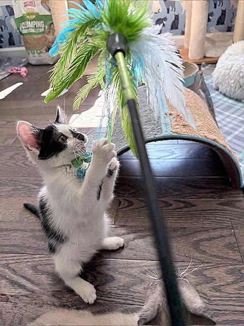 Enlarge Smudge, a Adopted Domestic Short Hair in Whitehall, PA image 2/3