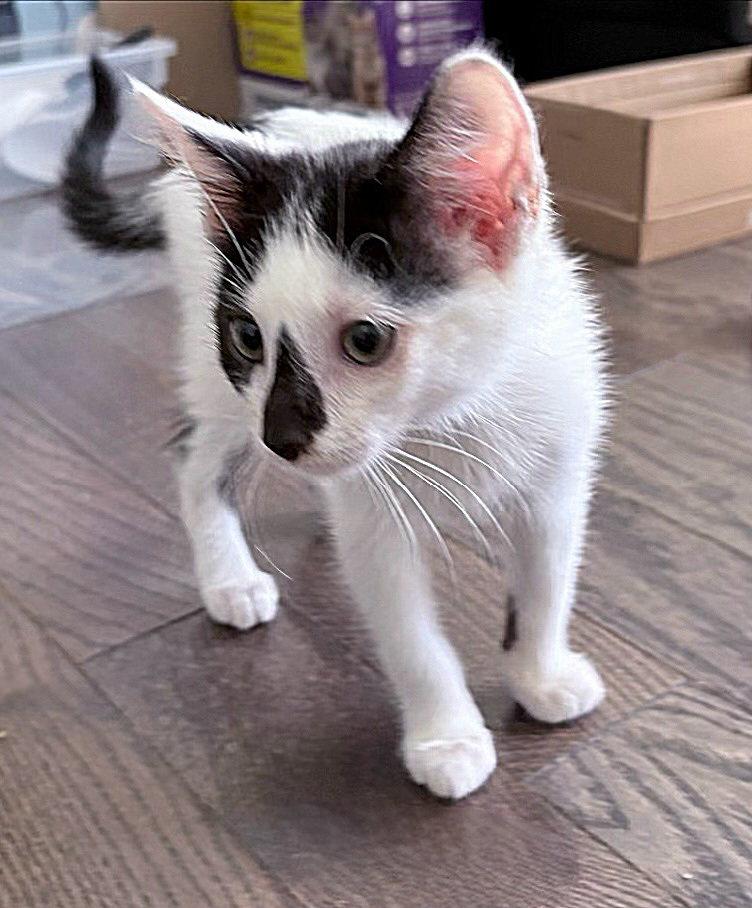 Enlarge Smudge, a Adopted Domestic Short Hair in Whitehall, PA image 3/3