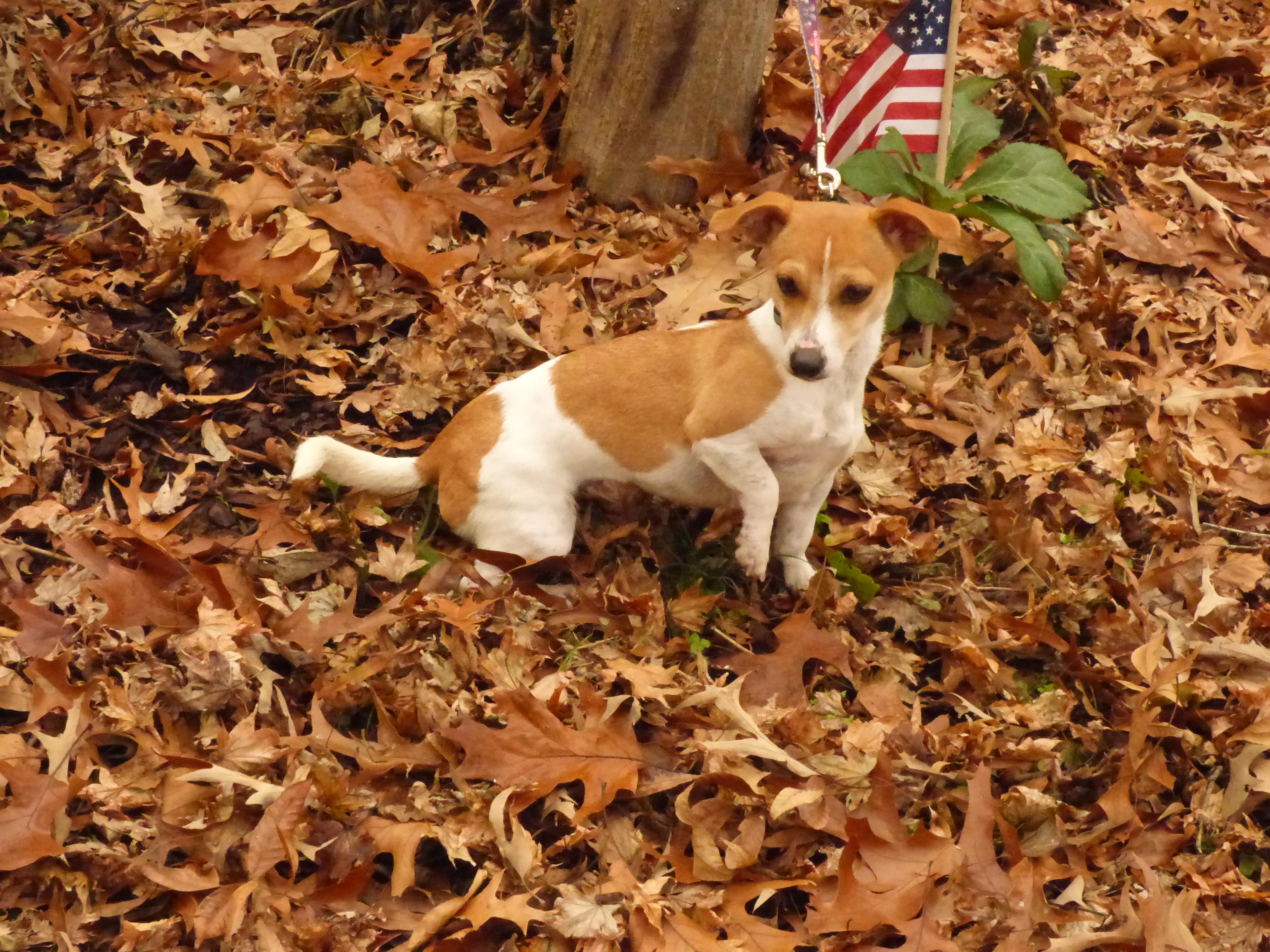 Ainsley, a Adoptable Jack Russell Terrier in Southington, CT image 4/5