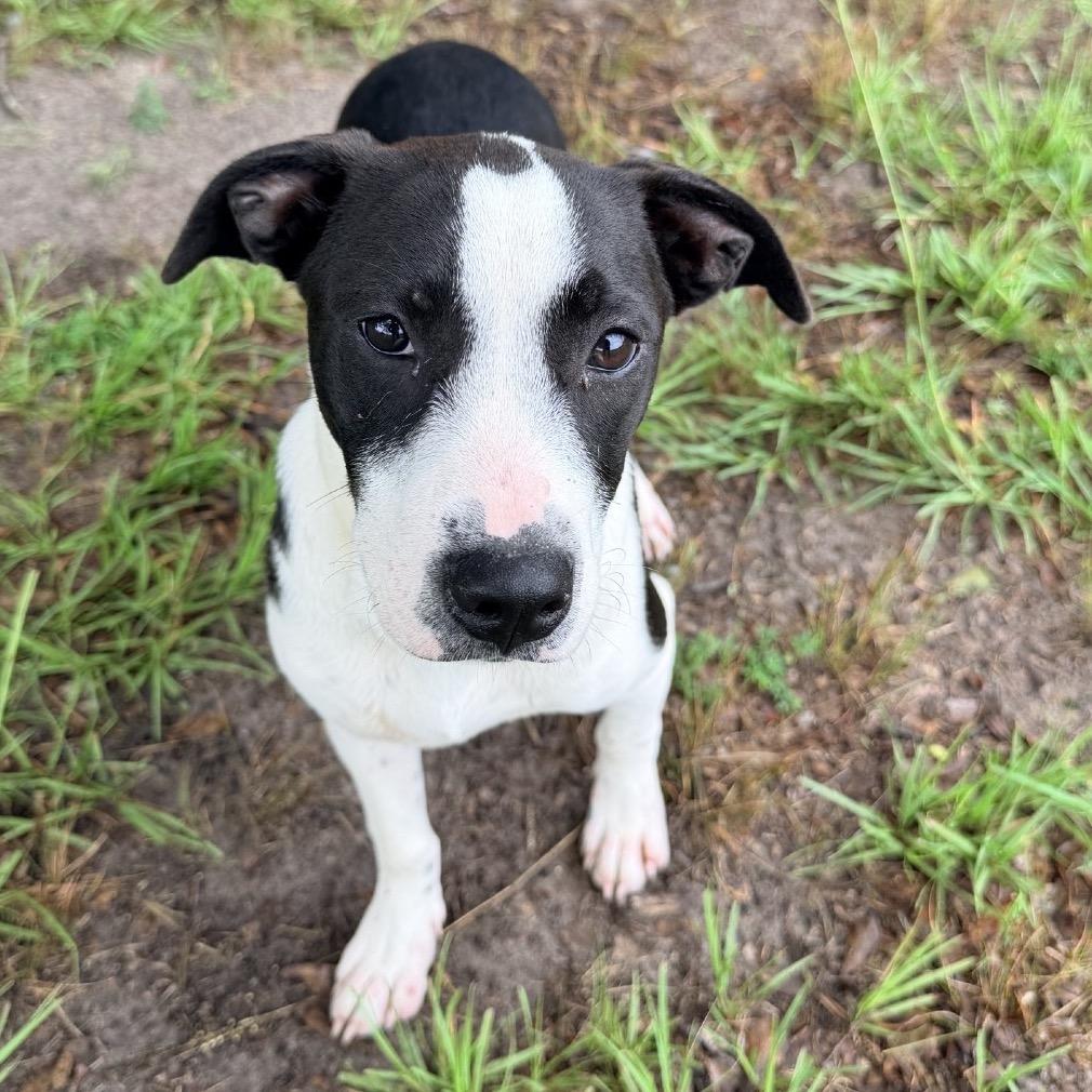 Delilah, Adoptable, Young Female Mixed Breed.
