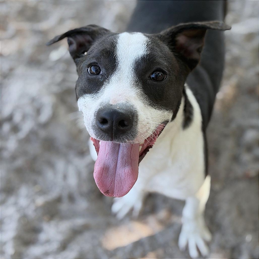 Enlarge Delilah, a Adoptable Mixed Breed in Lufkin, TX image 2/6