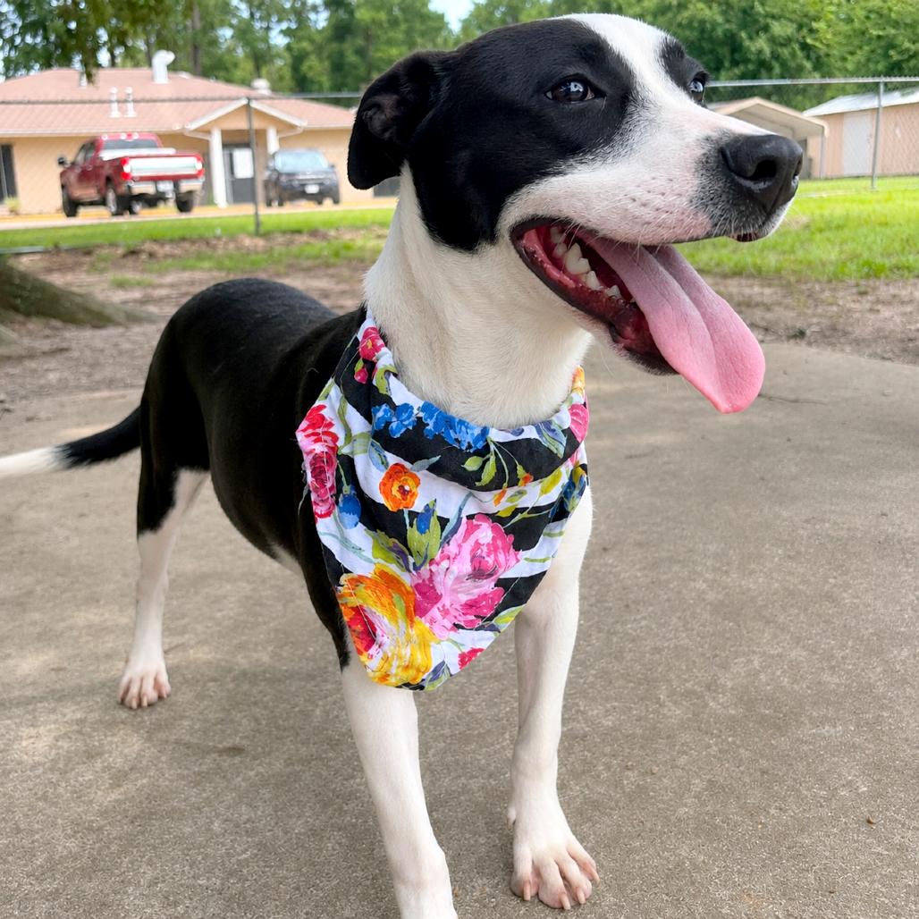 Enlarge Delilah, a Adoptable Mixed Breed in Lufkin, TX image 4/6