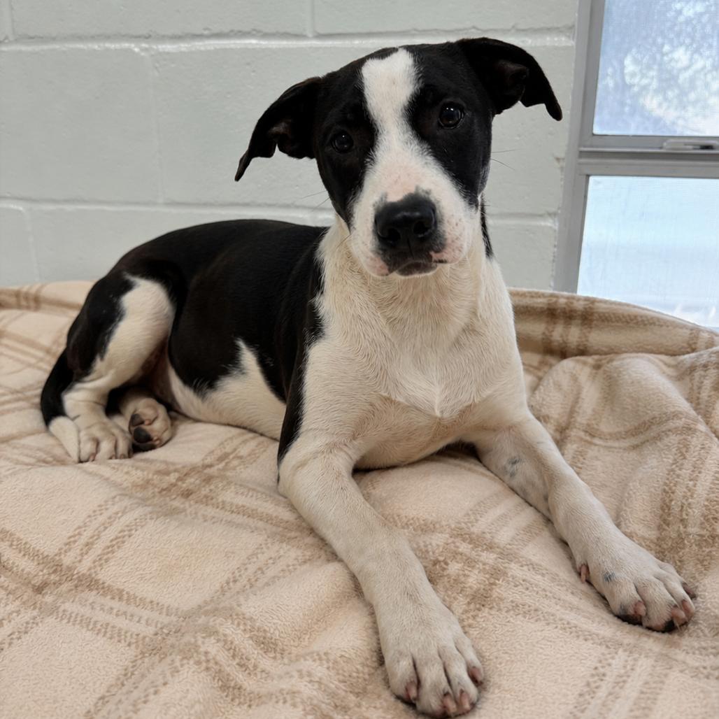 Enlarge Delilah, a Adoptable Mixed Breed in Lufkin, TX image 5/6