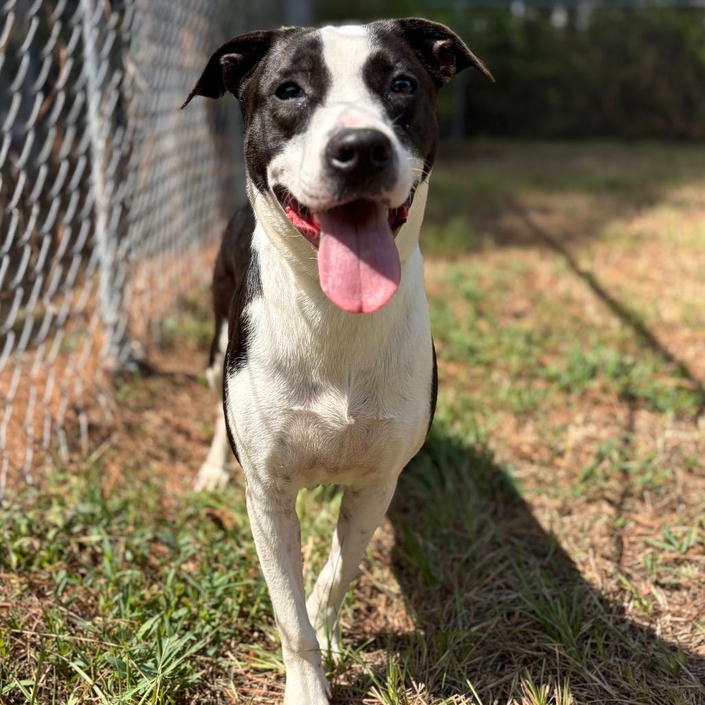 Enlarge Delilah, a Adoptable Mixed Breed in Lufkin, TX image 6/6