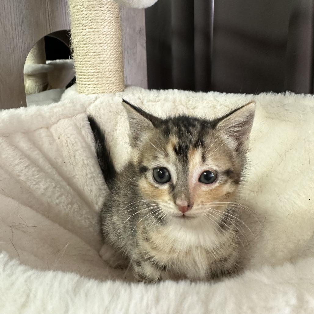 Enlarge Caramel, a Adoptable Domestic Medium Hair in Inman, SC image 1/2