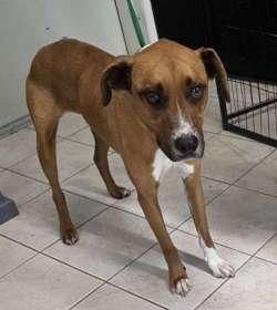 Hansel, ADOPTABLE, Adult Male Labrador Retriever & Hound.