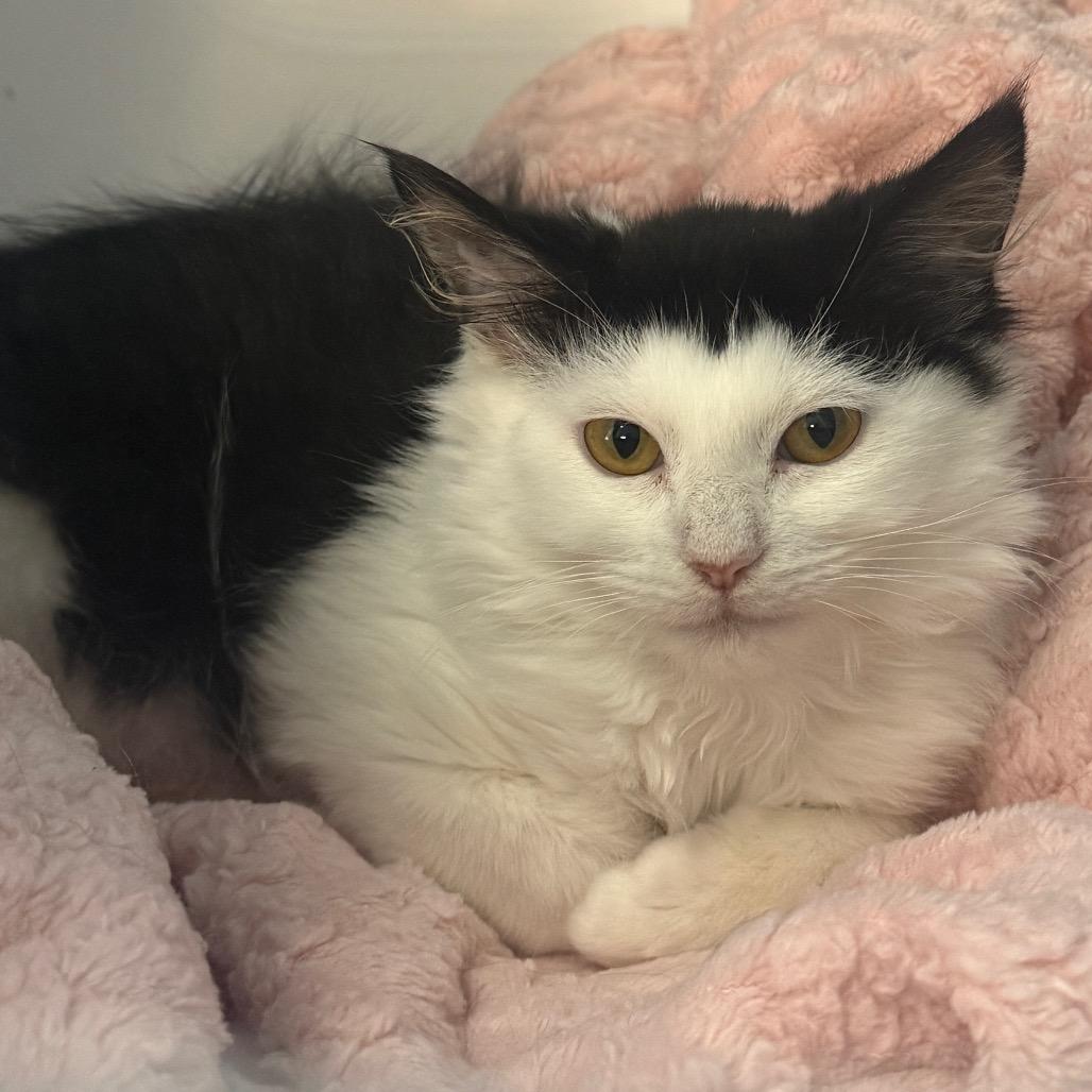 Cantaloupe, Adoptable, Kitten Female Domestic Short Hair.