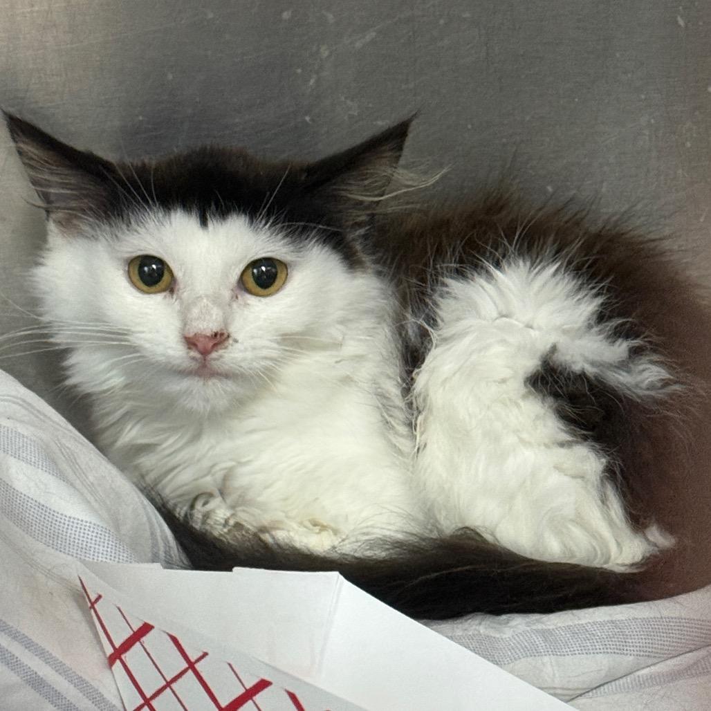Enlarge Cantaloupe, a Adoptable Domestic Short Hair in Troy, VA image 2/4