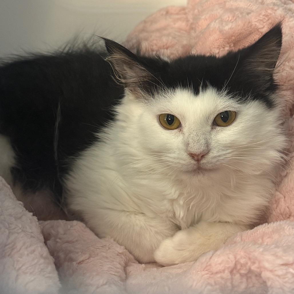 Enlarge Cantaloupe, a Adoptable Domestic Short Hair in Troy, VA image 3/4