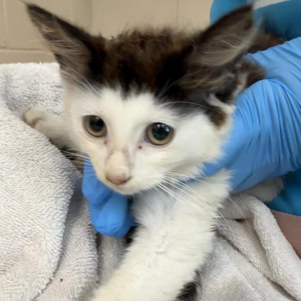 Enlarge Cantaloupe, a Adoptable Domestic Short Hair in Troy, VA image 4/4