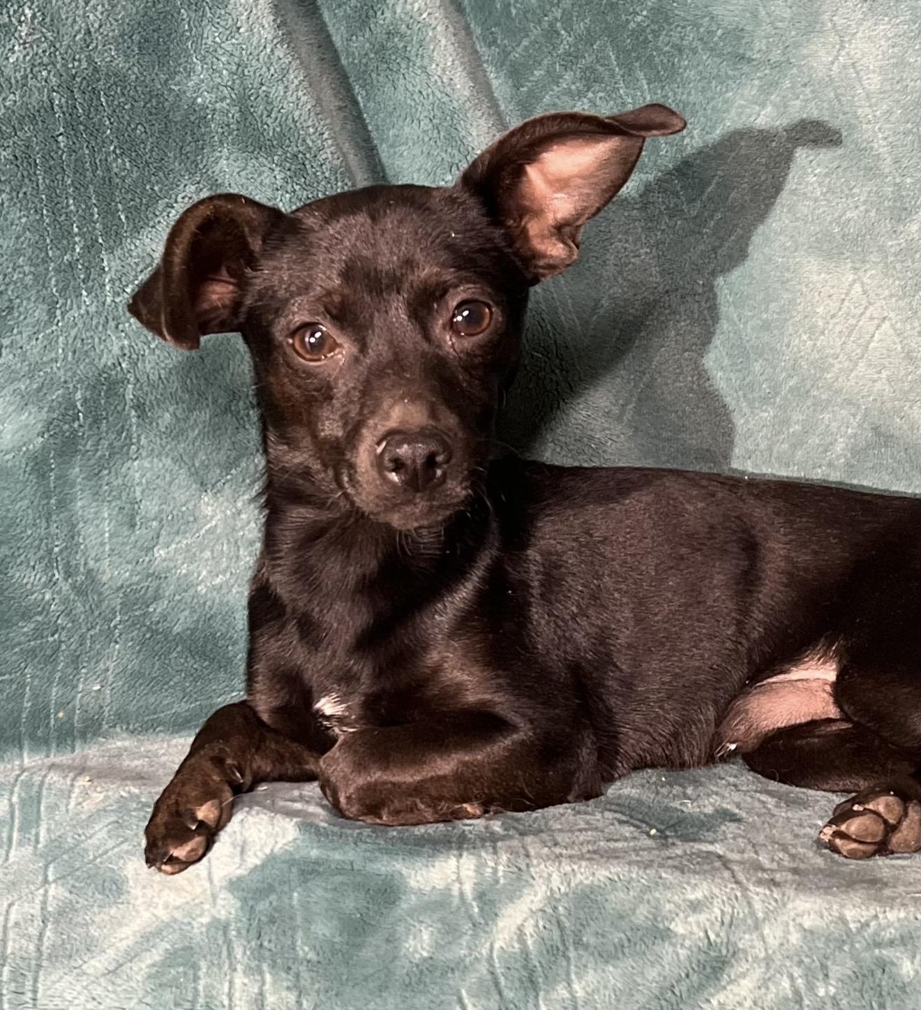 Enlarge Morty , an adopted mixed breed in Pelham, NH image 6/6