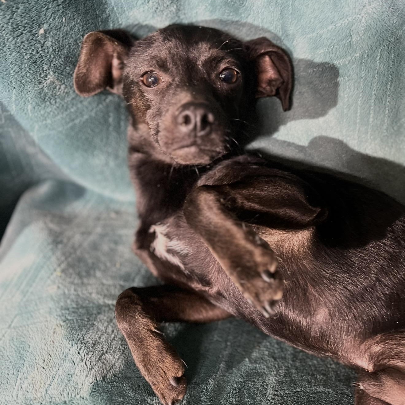 Enlarge Morty , an adopted mixed breed in Pelham, NH image 2/6