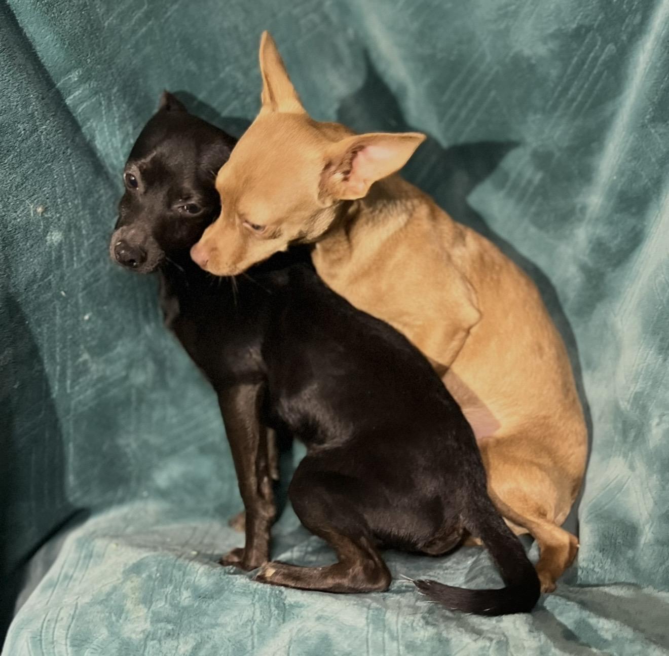 Enlarge Morty , an adopted mixed breed in Pelham, NH image 5/6