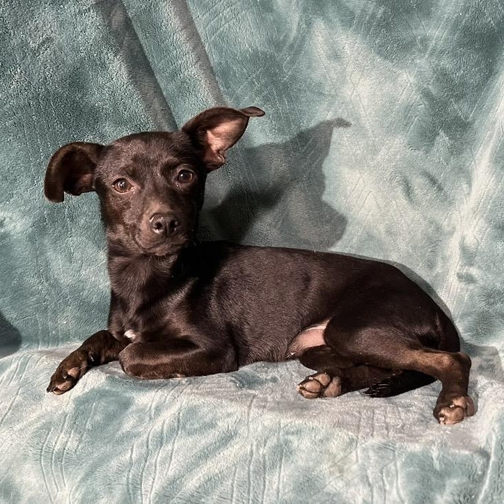 Enlarge Morty , an adopted mixed breed in Pelham, NH image 1/6